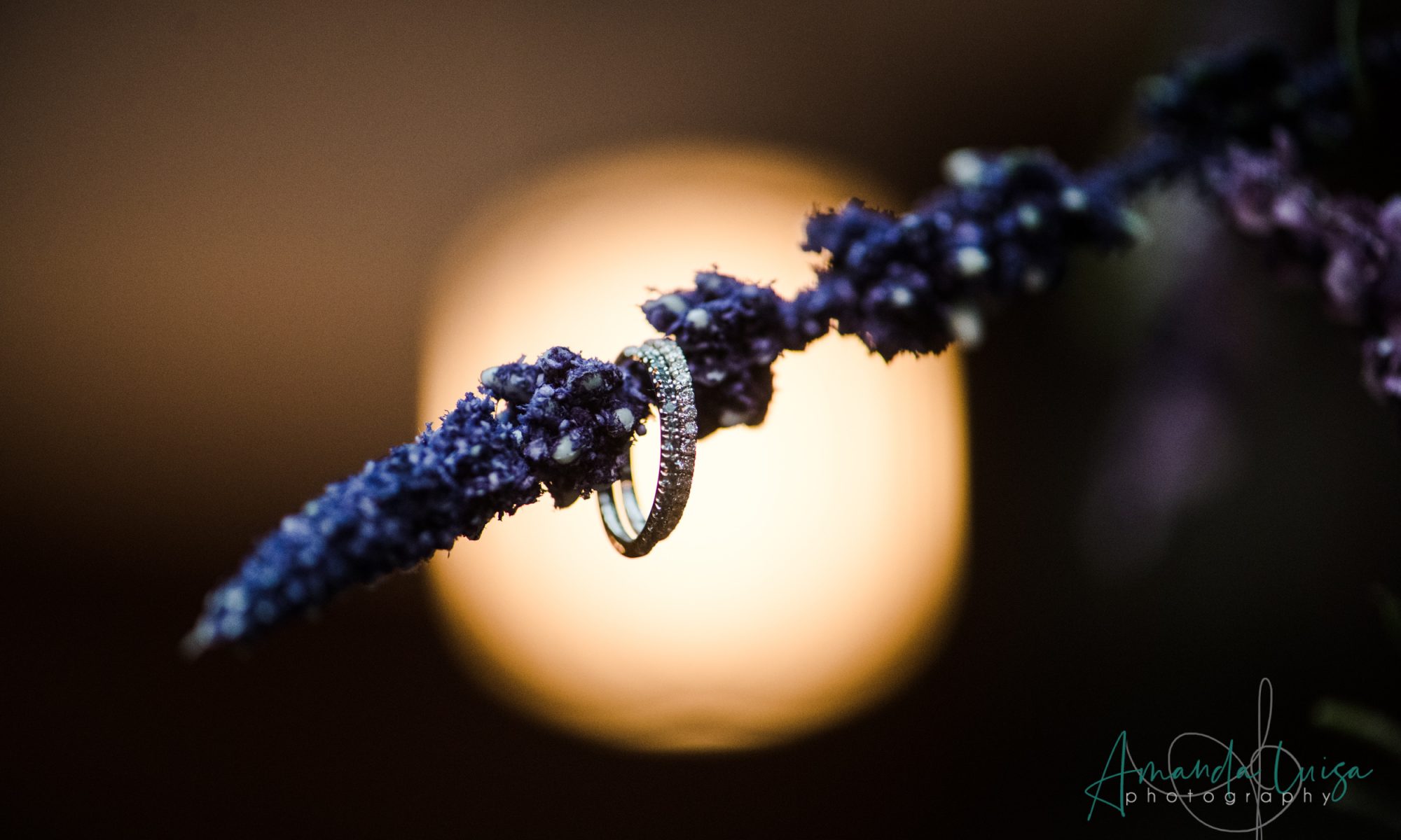 two wedding bands on flower stem surrounded by light